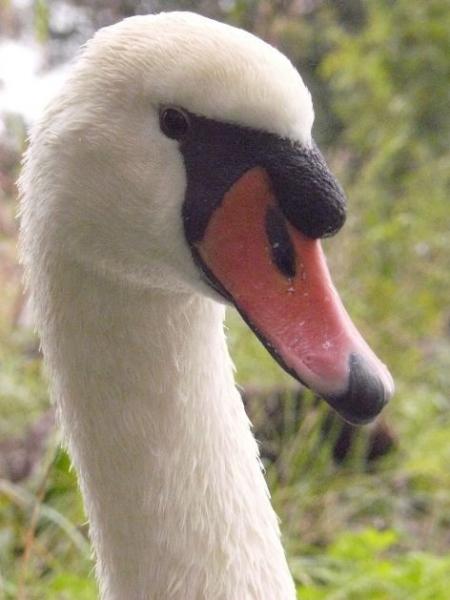 Seven up, our very handsome swan with one wing