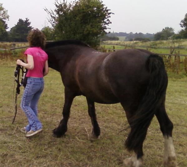 Shadow, 14.3hh cob x shire
