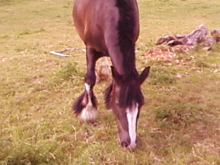 Shadow 4