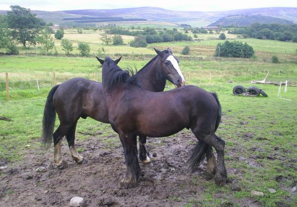 Shadow and friends horse having a good scratch...