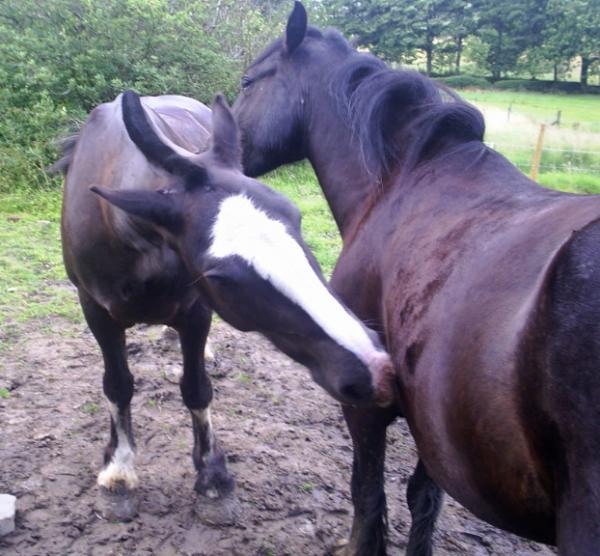 Shadow & friend