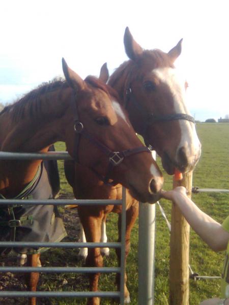 share that carrot with me!!