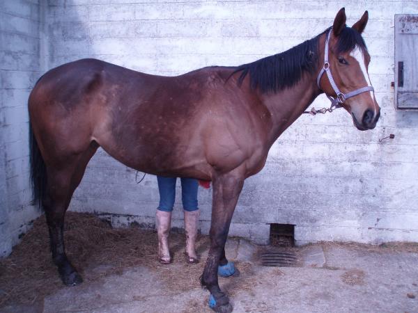 she came to us extremly skinny, look how good she looks now after 4 and abit months [nov 25th - april 11th] still got a way to go though