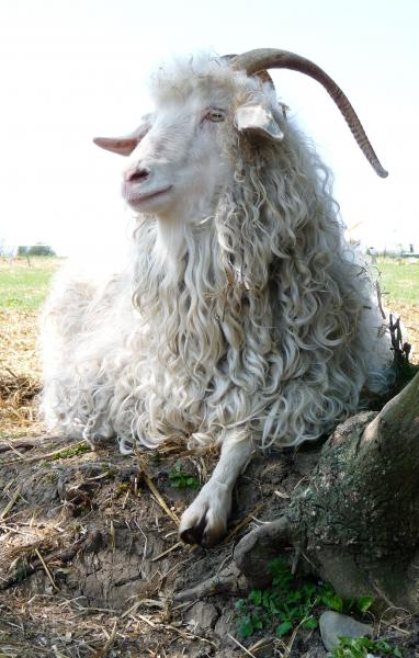 She looks nothing like this now, I sheared her yesterday. She was so naughty, biting and butting, I had to tie her horns to the fence.