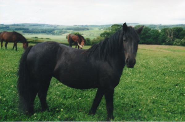 she was a black beauty :) and a pampered princess :) Taught me everything i know, we learned together.A novice owner and a young filly = perfection.