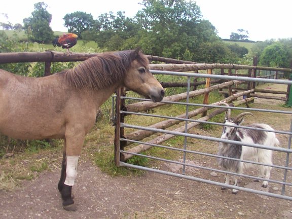 Sherry 1975 - 2007