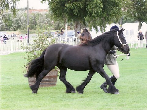 Showing with new owner :)