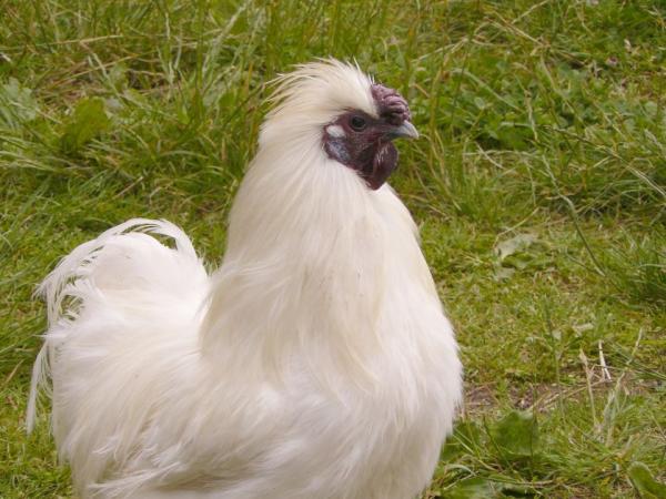 Silkie