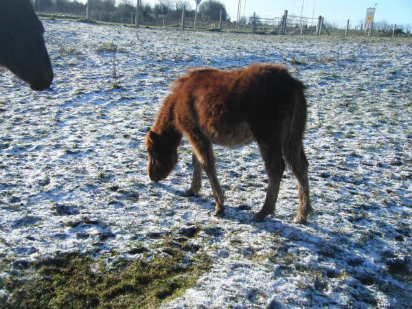 Snow