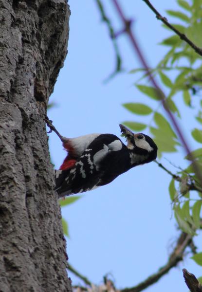 So much going on at Thistledown, the woodpeckers are busy feeding their young, jackdaws have babies in a hole on the other side of this old ash tree, Buzzards are in the next door oak, swallows in the stable. Canada geese have two little ones and the swans have hatched four with one egg left. I love May : )