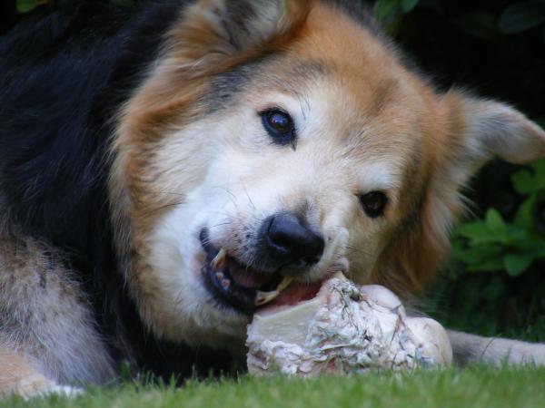 Someone is enjoying his bone