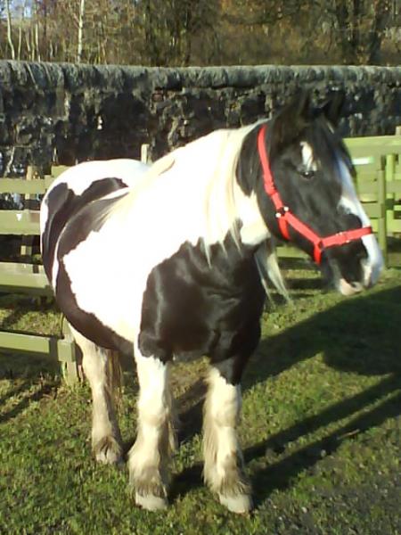 spotless body with her rug removed