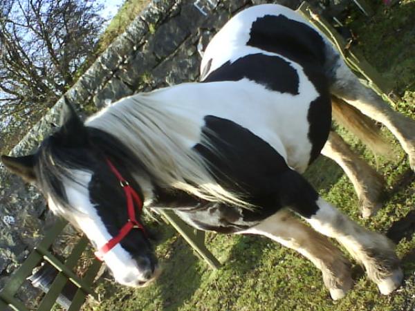 spotless with her rug removed