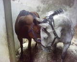 stable 3