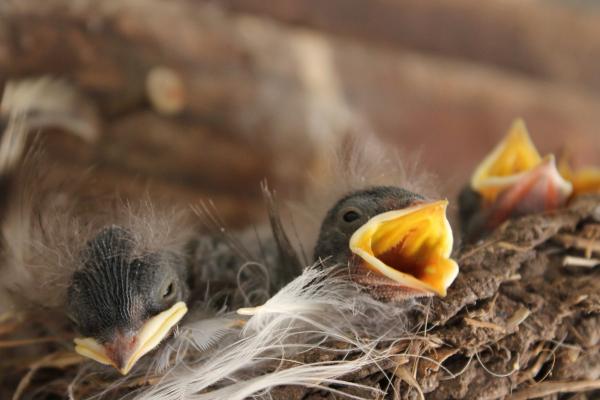 Swallow babies