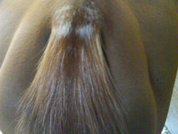tail for colour thread