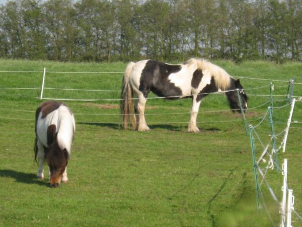 Tess & Acorn