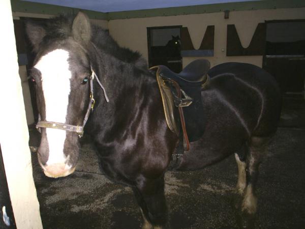 testing a saddle
