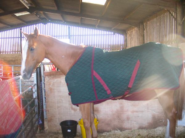 The day he arrived with me - Oct 4th 2004
Not looking  his best & hopping lame!