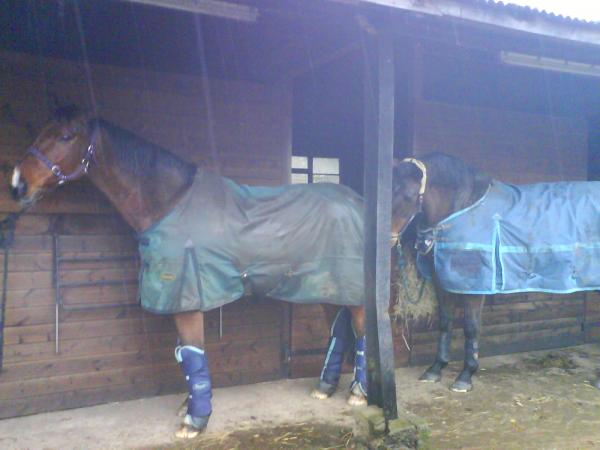 The first time they met, Dyl lets J know how its going to be by sticking his bum in his face!