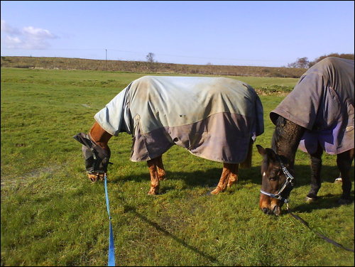The Noo and his best friend Lantern :)