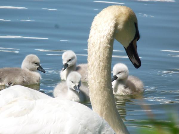 They've hatched, Sprite and 7Up have five gorgeous babies.