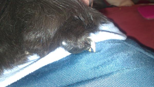 Truffles - Chookie leg <3