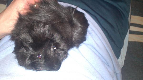Truffles