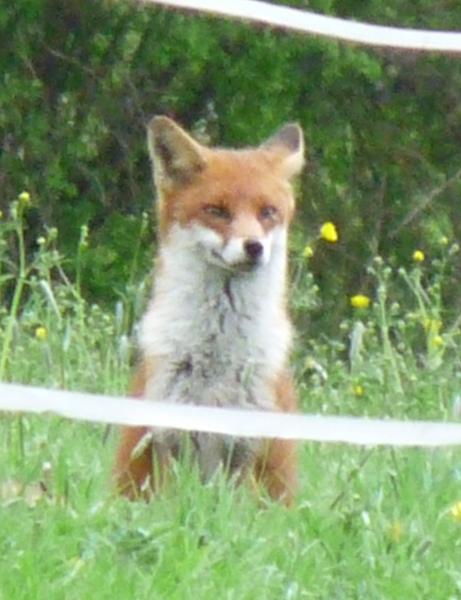 We have a vixen with cubs. Very beautiful but she's sneaking around looking for food all day. She's eaten one of my little silver sussex hens :(