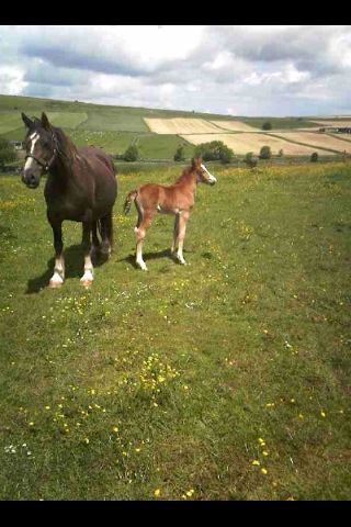Welsh cob filly,Kera 3 days old