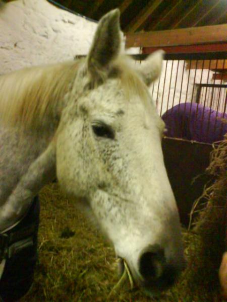 Whisper (ID x)