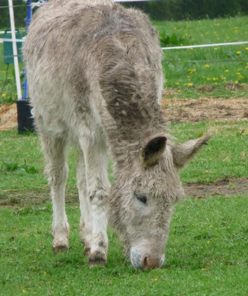 White donkey? .......  What white donkey?