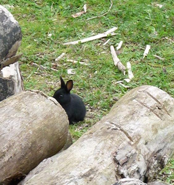 wild baby black rabbit