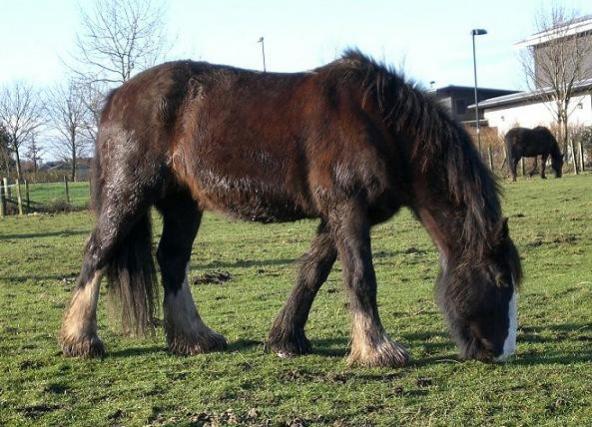 Yes, I look like a wild hill pony. Problem?