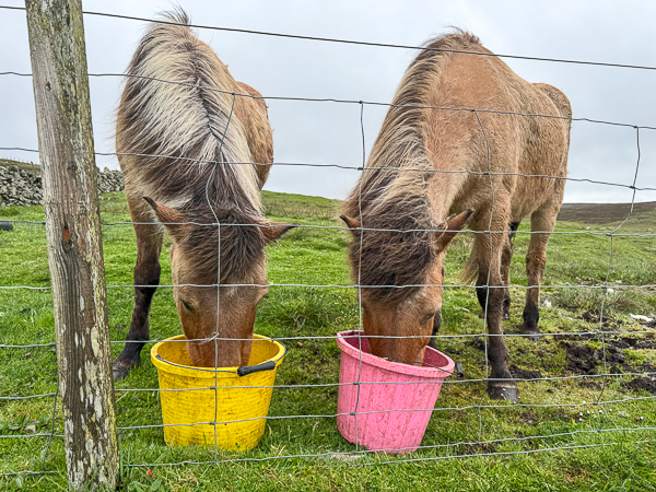 myshetland.co.uk