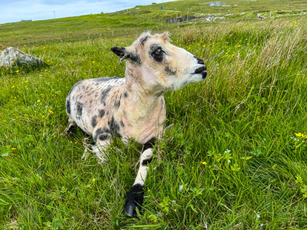 myshetland.co.uk