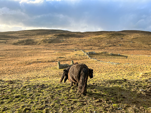 myshetland.co.uk