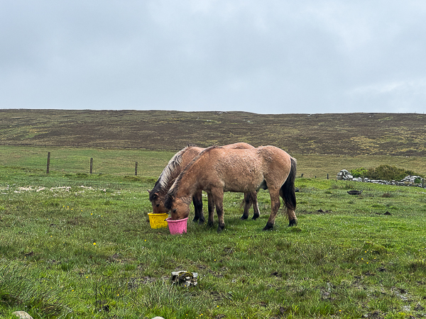 myshetland.co.uk