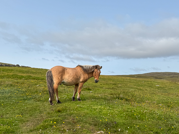 myshetland.co.uk
