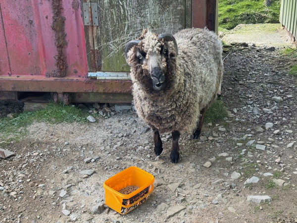 myshetland.co.uk