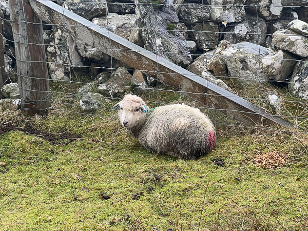 myshetland.co.uk