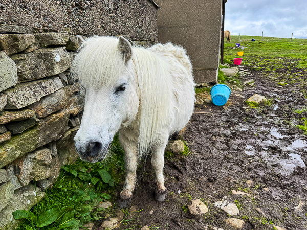myshetland.co.uk
