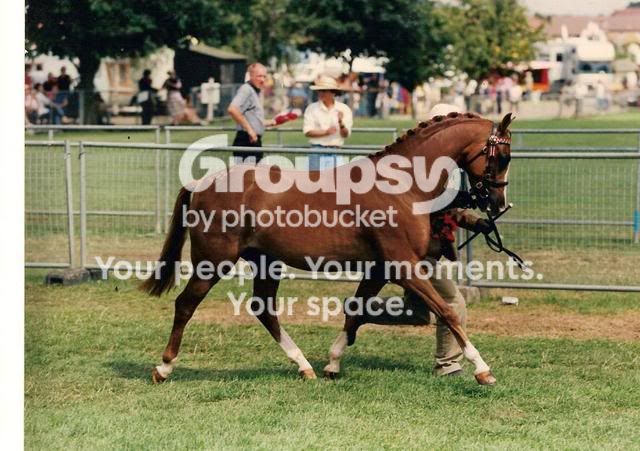 scan0003.jpg