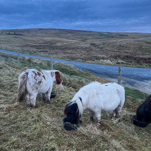 myshetland.co.uk