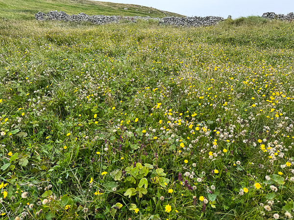 myshetland.co.uk