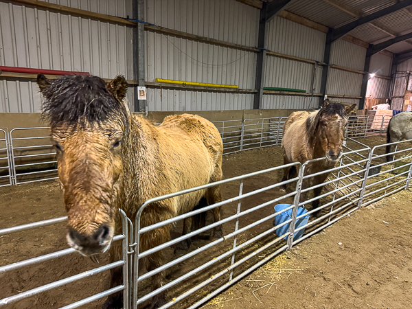 myshetland.co.uk