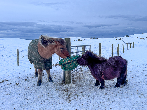 myshetland.co.uk