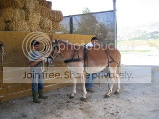 My_mule_with_my_friend.jpg