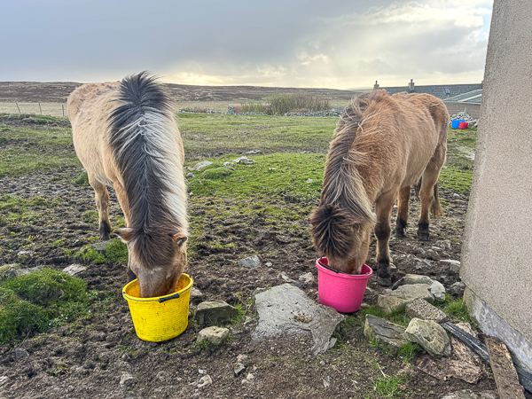 myshetland.co.uk