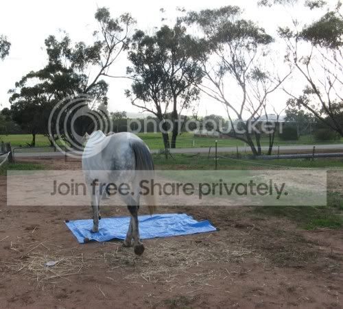 muoverthetarp1.jpg